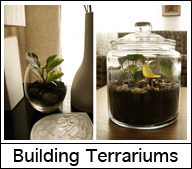 Building Terrarium